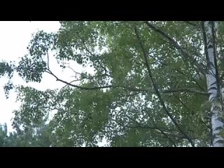 marina breeze - russian birches (video premiere 2022)